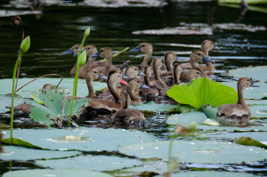 Baby Whistler Ducks