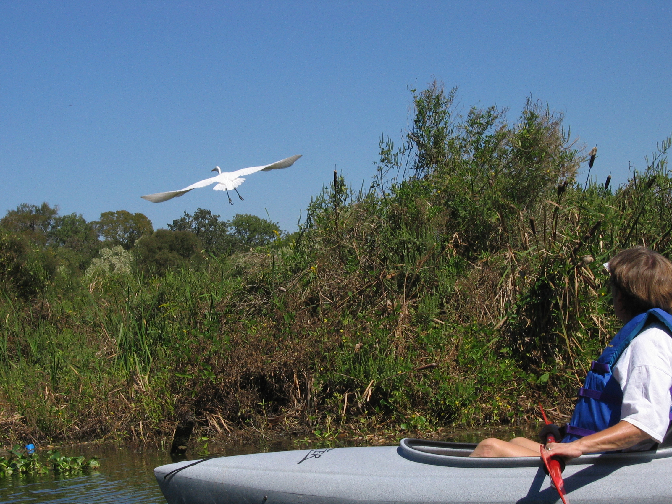 Kayaker flushes as wading bird