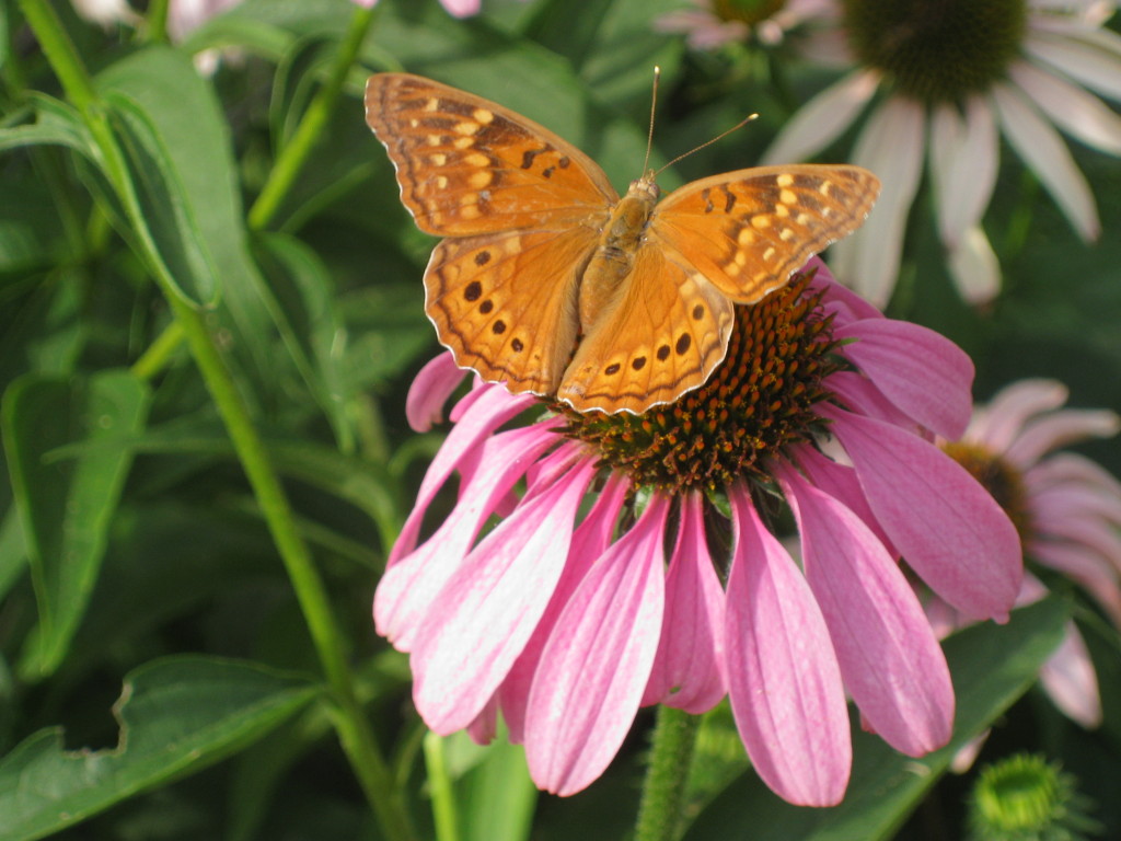 WaterSmart is the best strategy Texas Community Watershed Partners