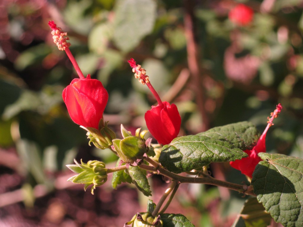 Turk's Cap by Chris LaChance