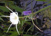 Spider Lilly and Pickerel Weed Flowers in a Wetland
