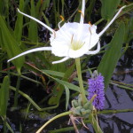 Spider Lilly and Pickerel Weed Flowers in a Wetland