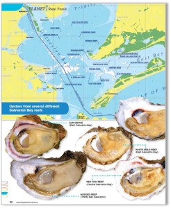 oyster article thumbnail