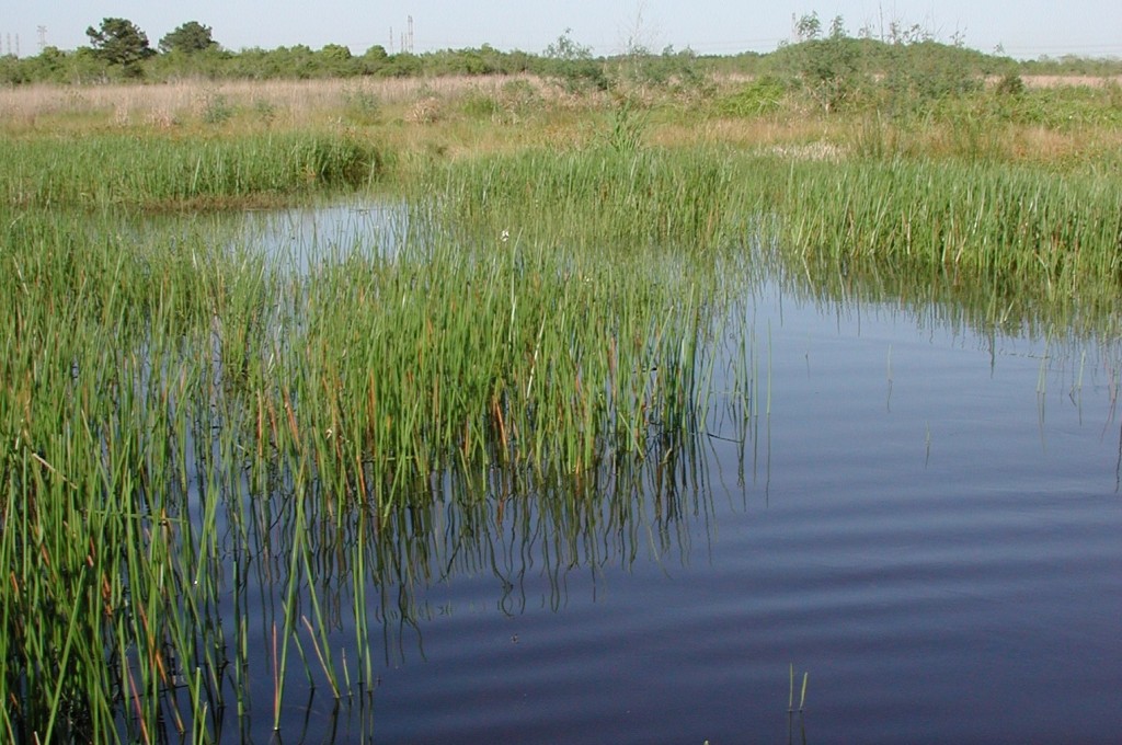 Vegetated wetlands