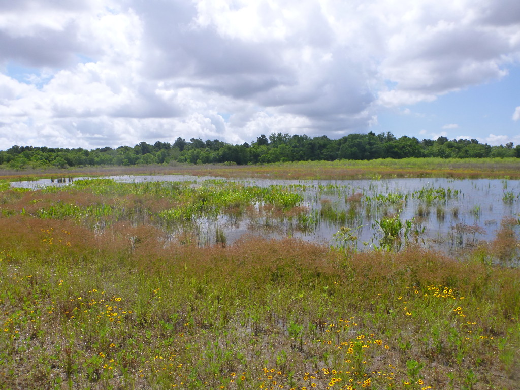 June 2014 Mitigation Pond B Photo Point