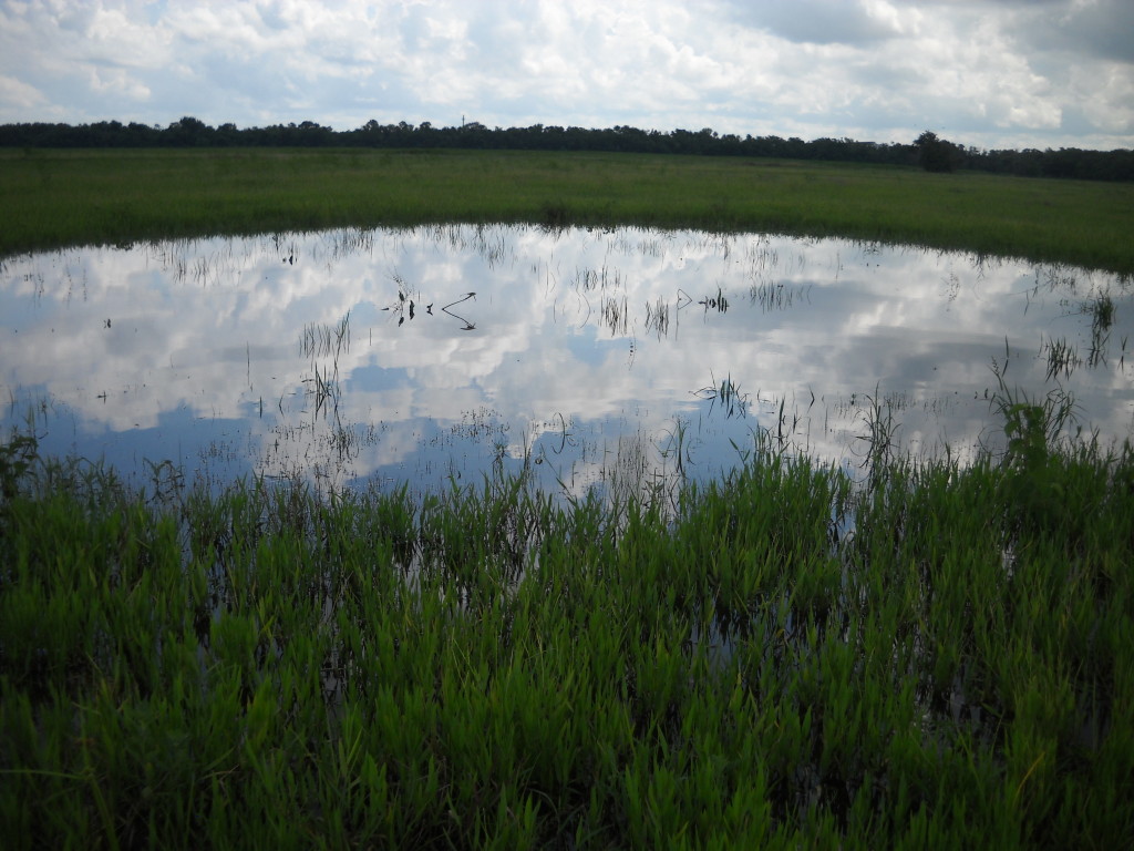 July 2010 Photo Point 6N (6B), the small pond