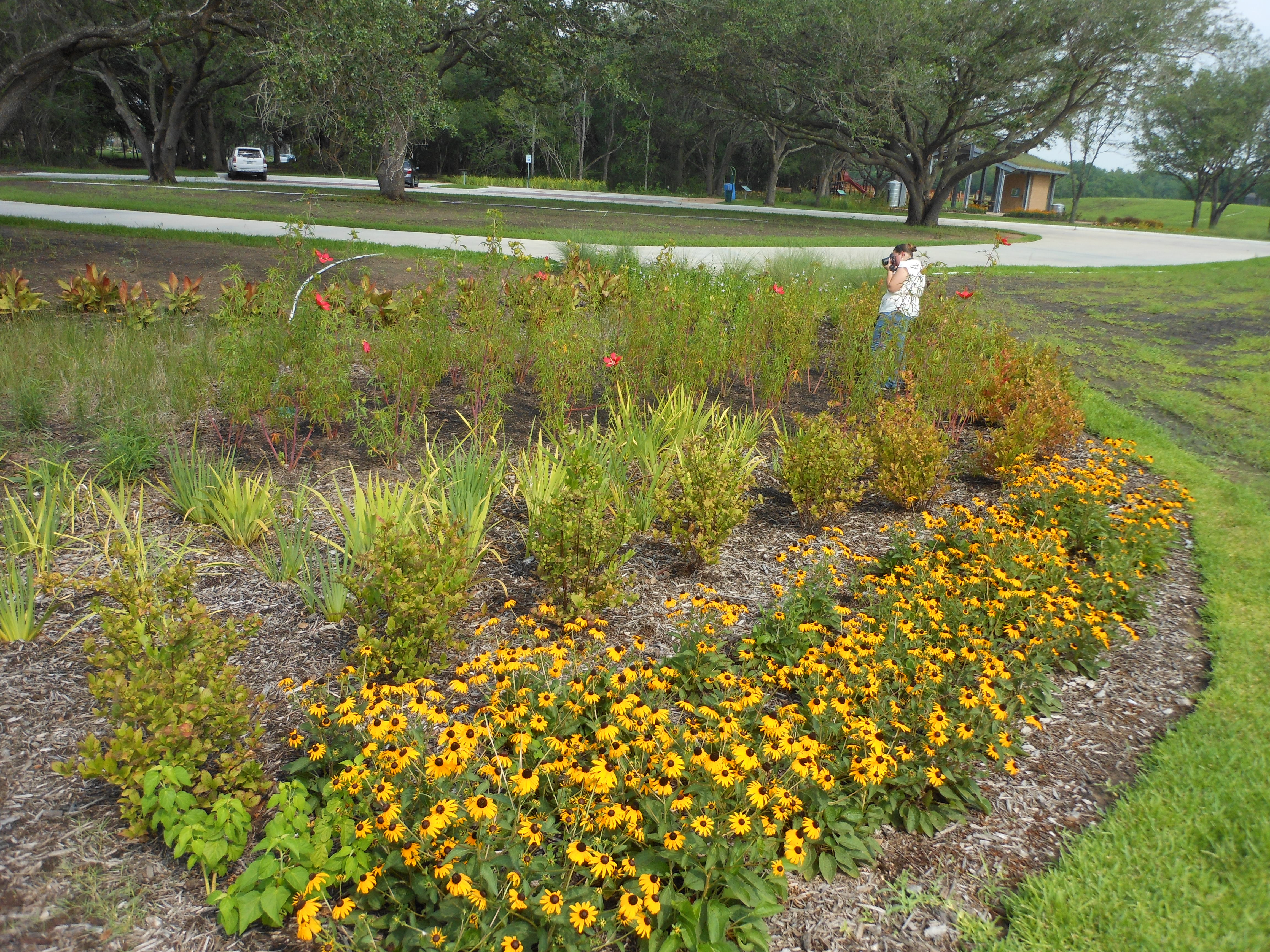 Rain Garden with lots of yellow flowers