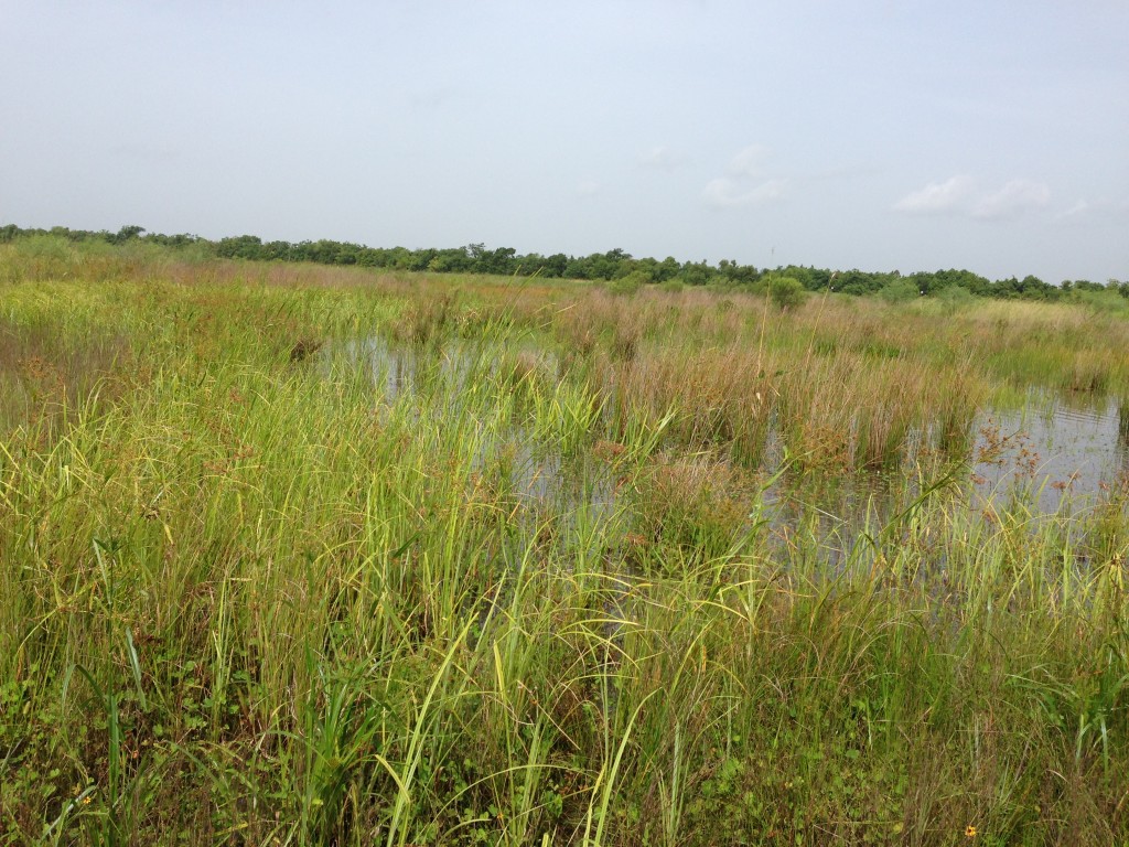 June 2015 Mitigation Pond A Photo Point