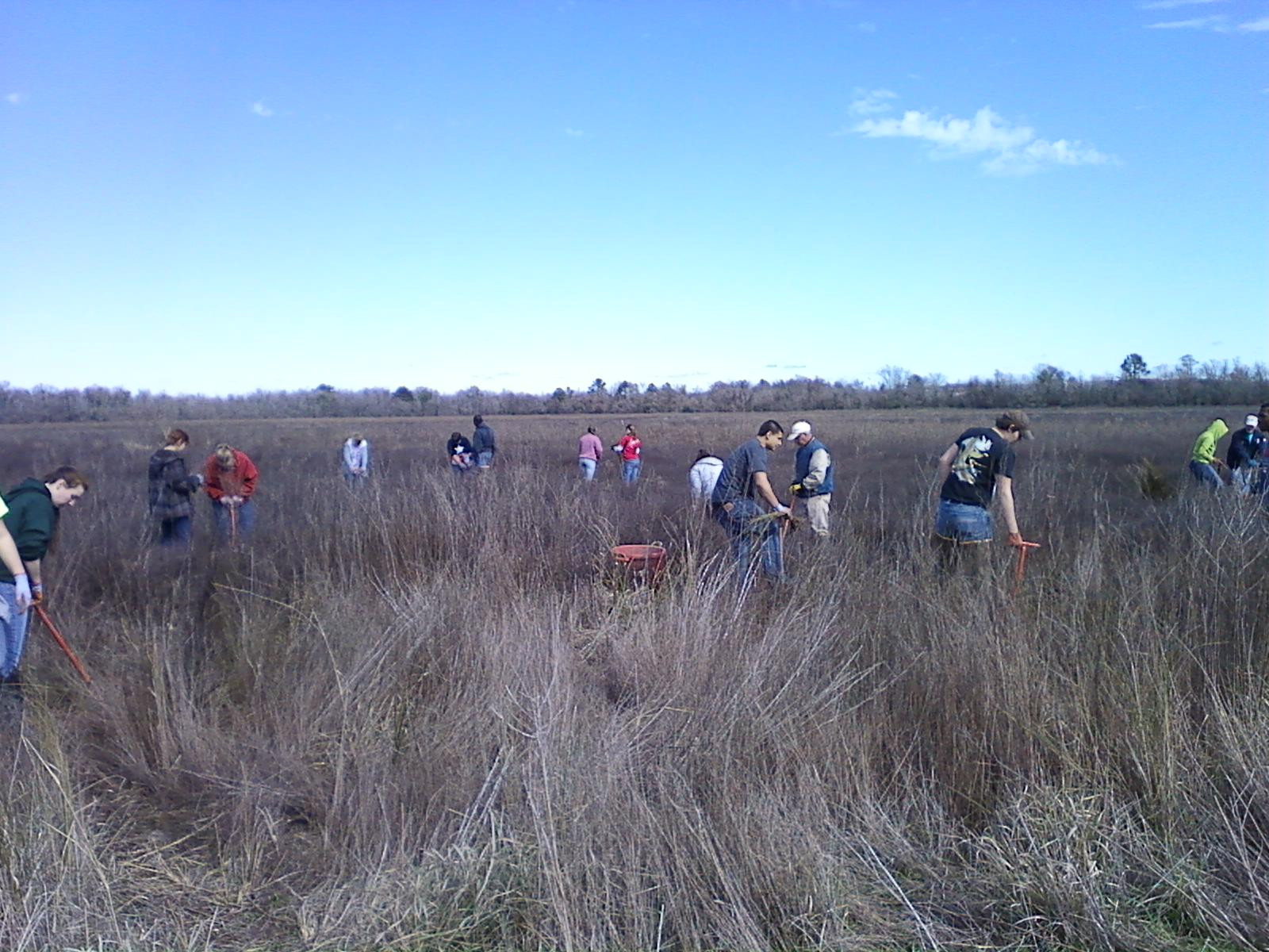 Student group planting among dry vegetation