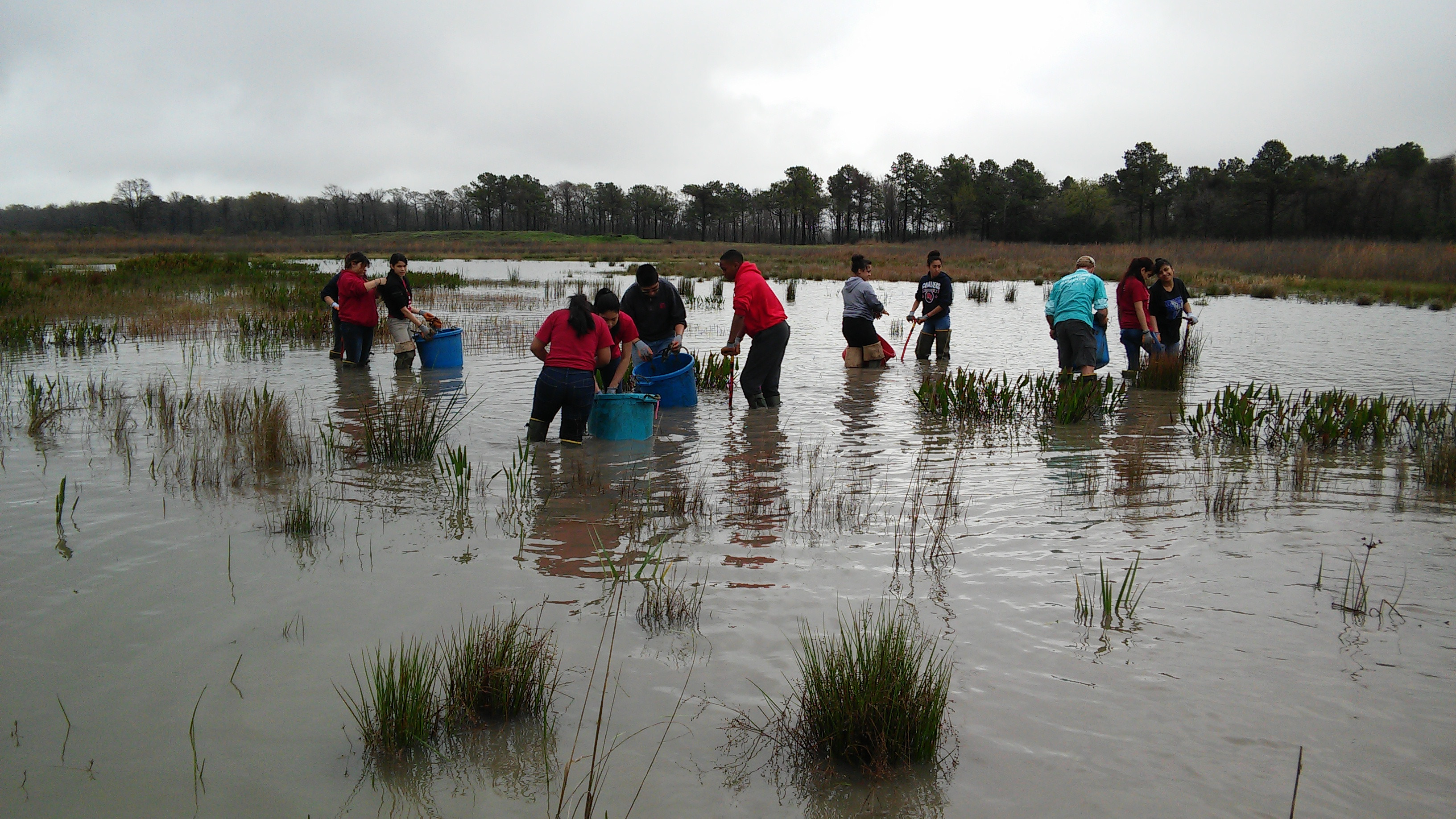 Group of students planting in a knee deep pond