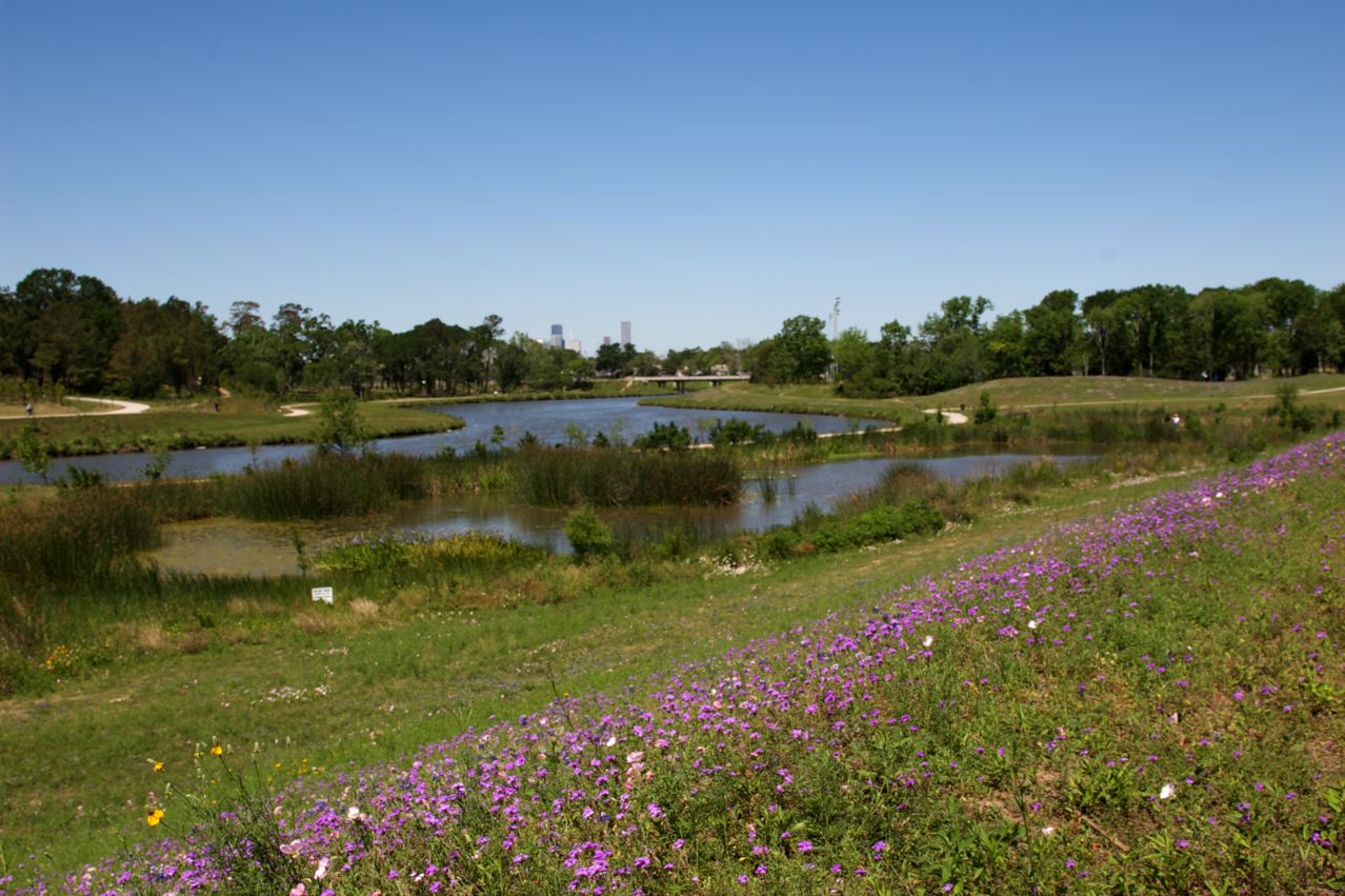 Purple flowers on a slope in front of wetland treatment sites at park