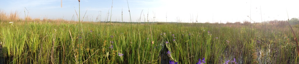 Panoramic view of pond 5 with juncus and iris