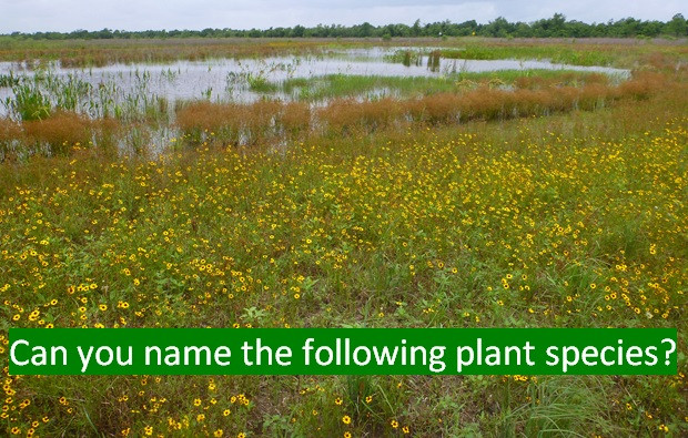Can you name the following plant species?