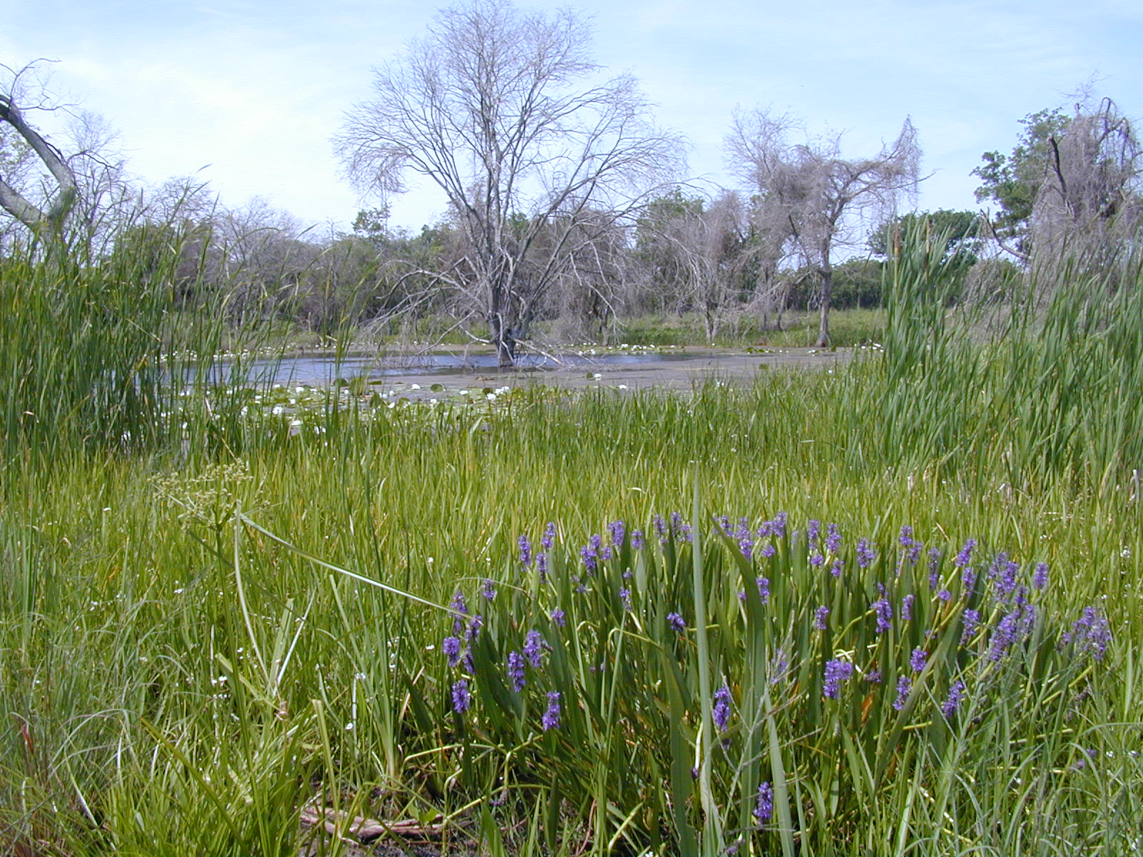 purple pickerel weed in the foreground of a pond lined with wetland vegetation