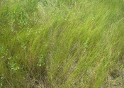 Marsh Hay Cordgrass