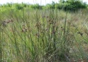 Clump of needle-like tall rush