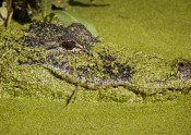 alligator headshot, floating and covered in duckweed