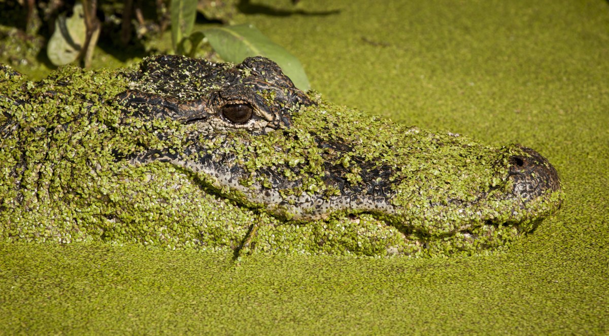 alligator headshot, floating and covered in duckweed