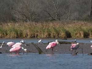 Roseate Spoonbills foraging