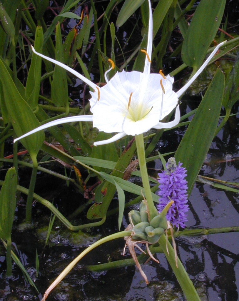 spider & pickerel