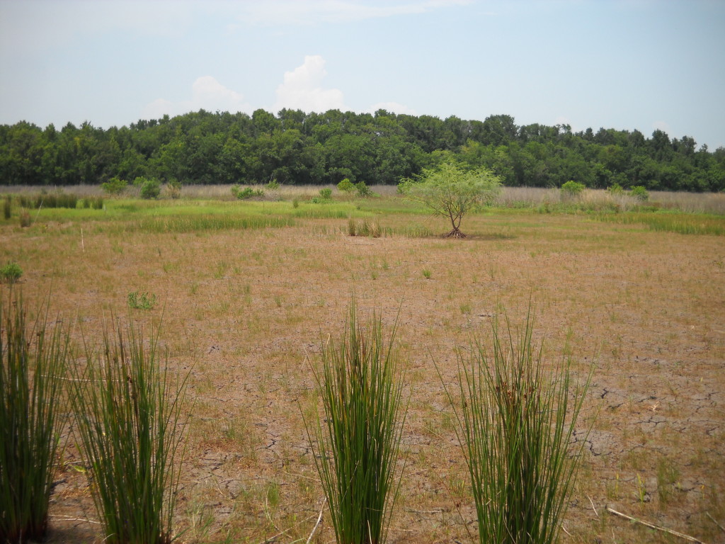 June 2012 Photo Point 11