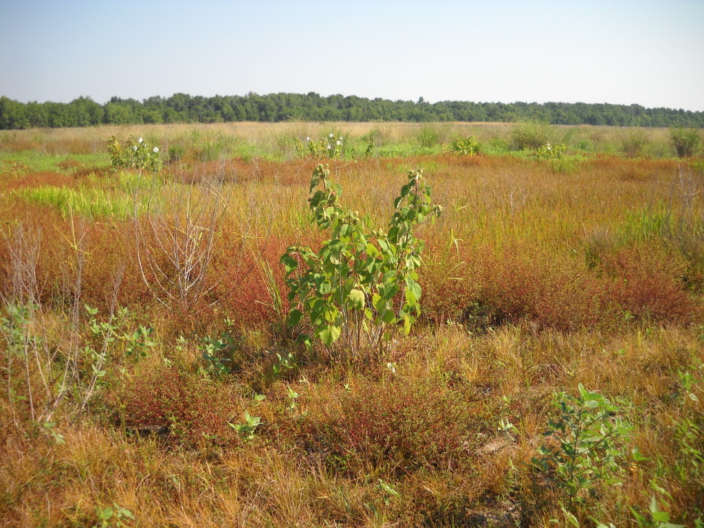 June 2012 Photo Point 6N (6B), the small pond