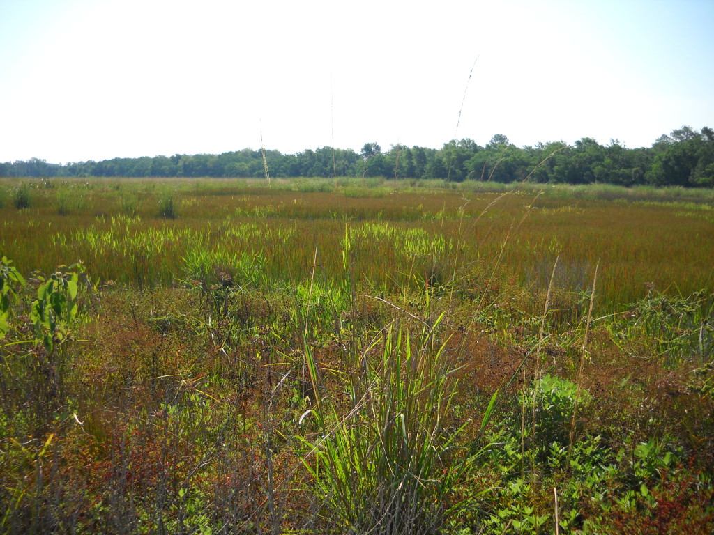 June 2012 Photo Point 6S (6C), the large pond