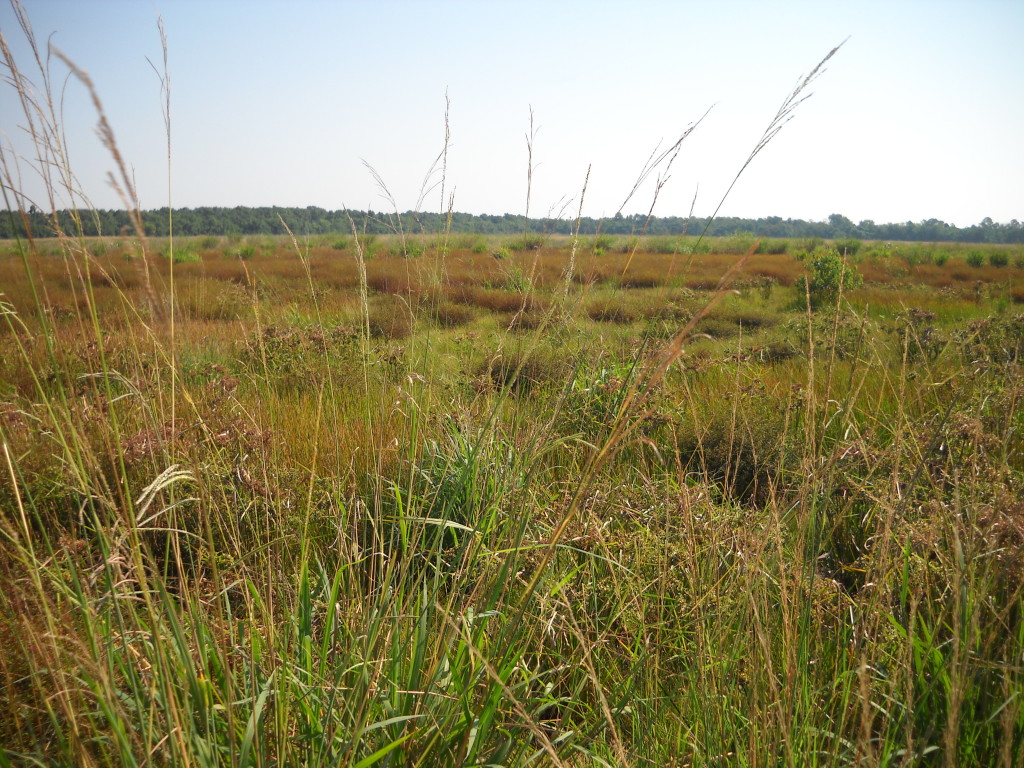 June 2012 Photo Point 6X (6A), the levee