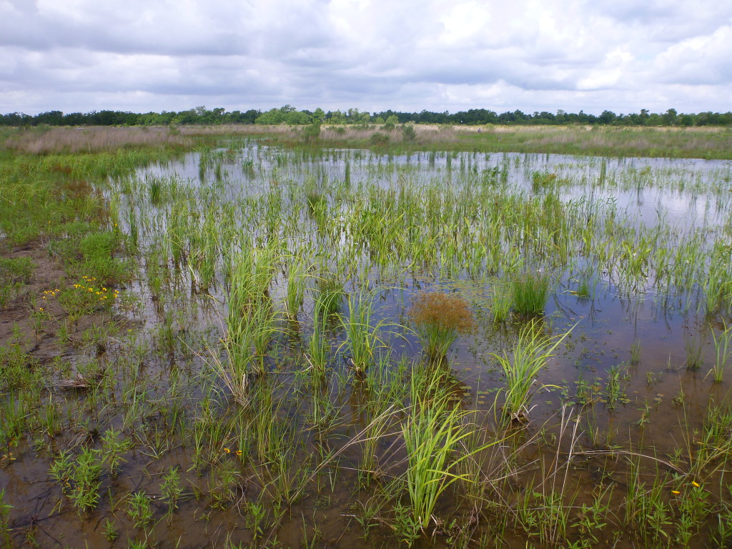 June 2014 Mitigation Pond A Photo Point