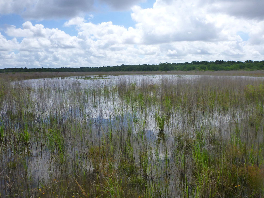 June 2014 Mitigation Pond C Photo Point