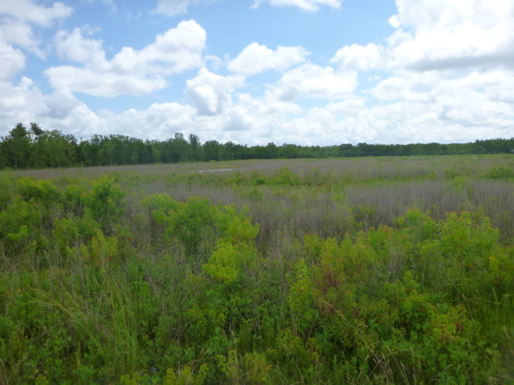 June 2014 Mitigation Pond D Photo Point