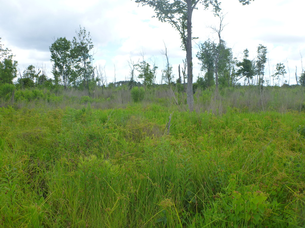 June 2014 Mitigation Pond E Photo Point