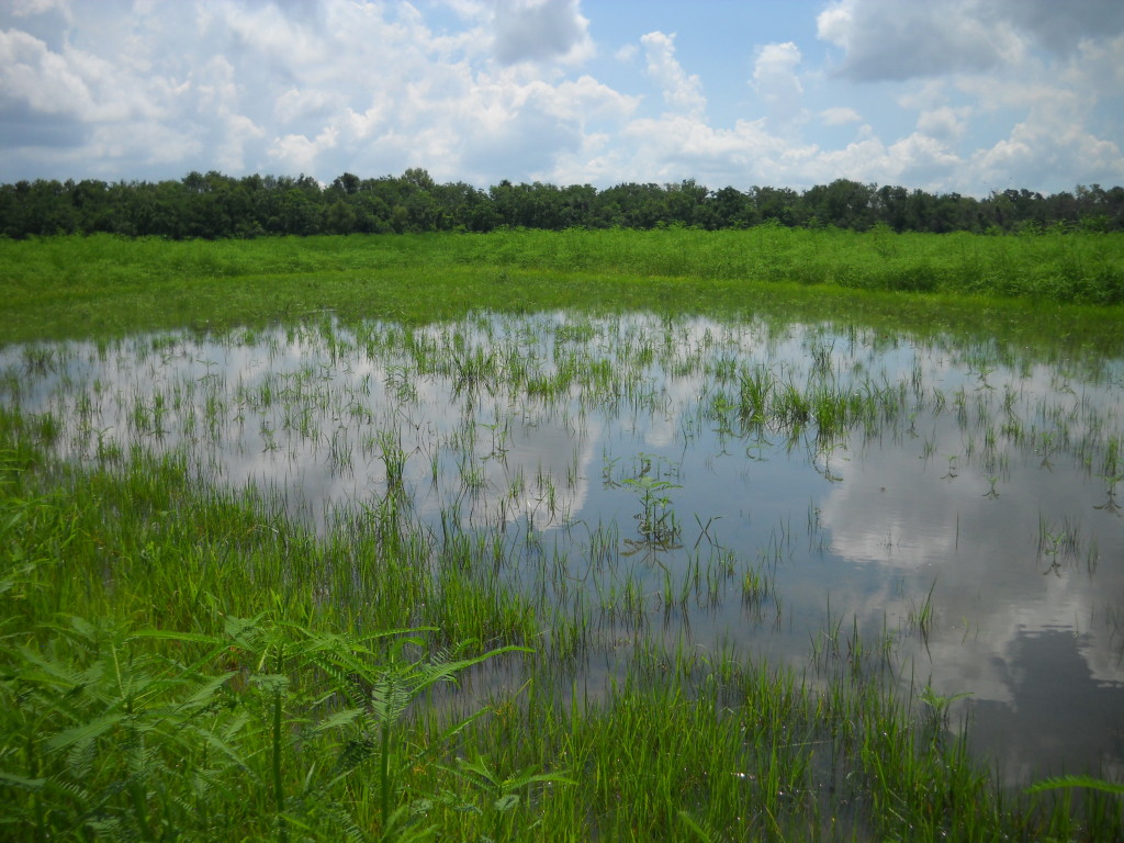 July 2010 Photo Point 14