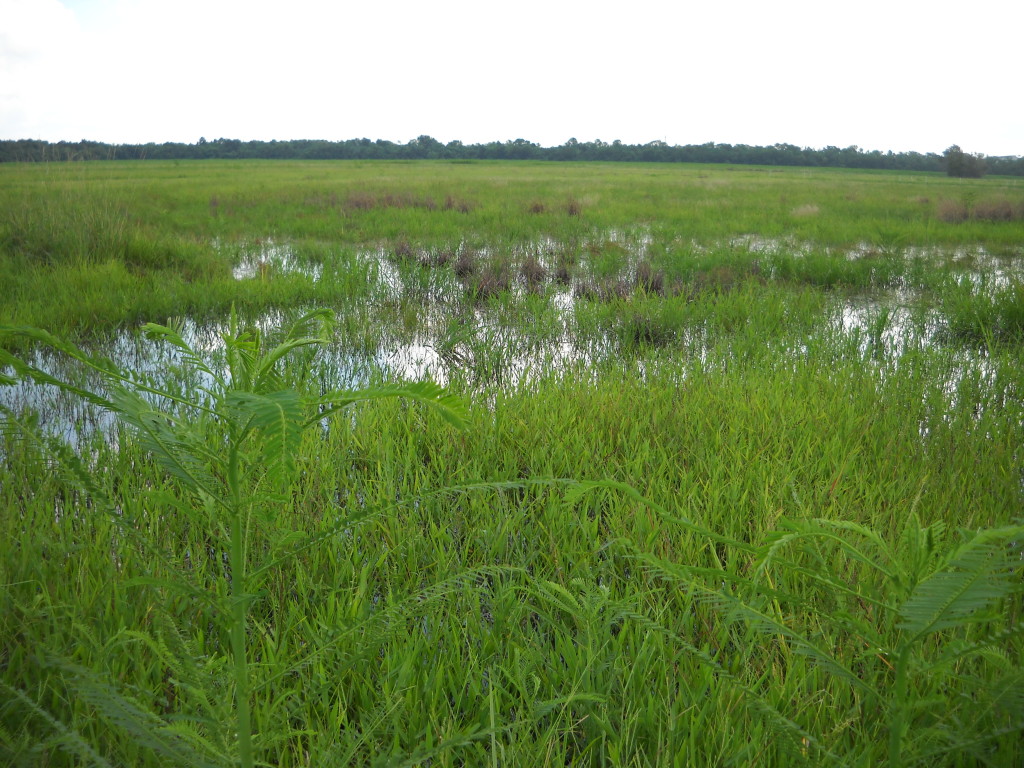 July 2010 Photo Point 6X (6A), the levee