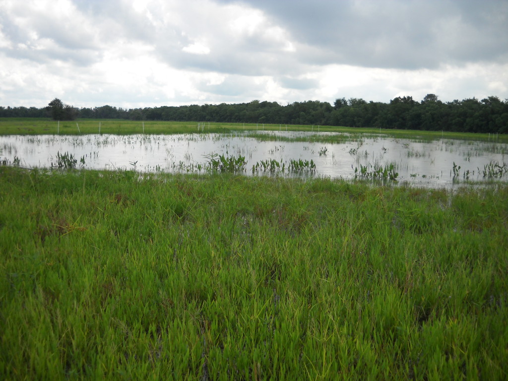 July 2010 Photo Point 6S (6C), the large pond