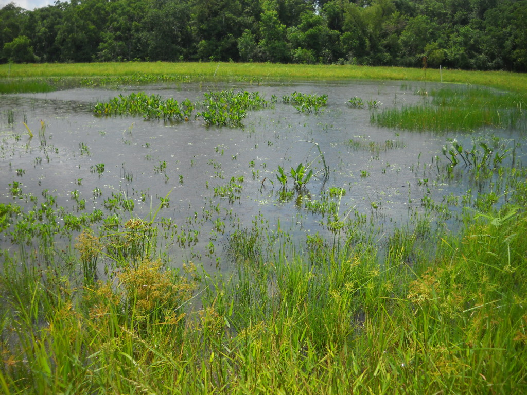 July 2010 Photo Point 7B