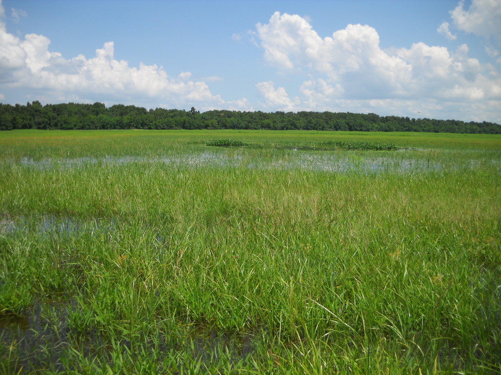 July 2010 Photo Point 8C