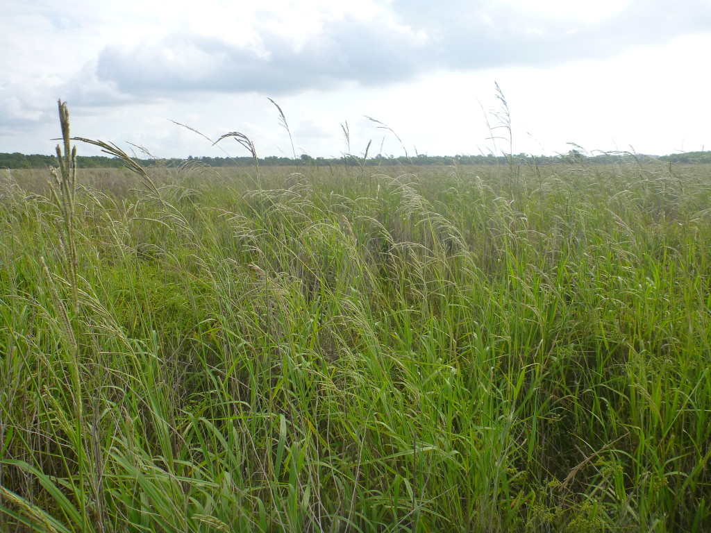 May 2014 Photo Point 6X (6A), the levee