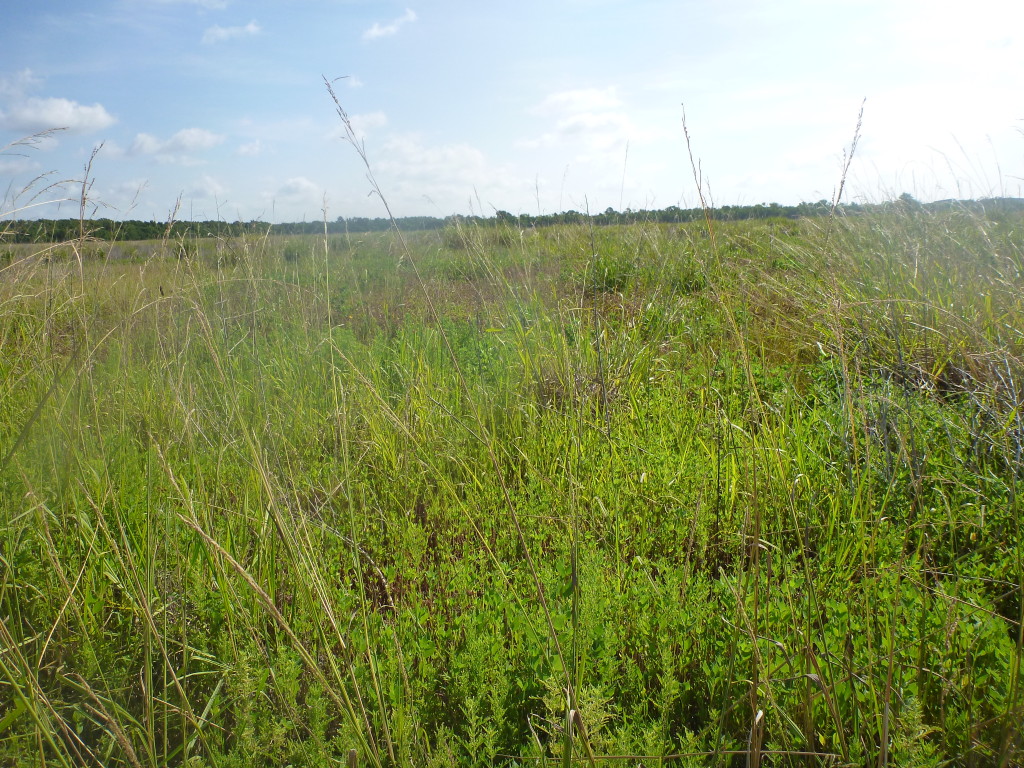 July 2013 Photo Point 6X (6A), the levee