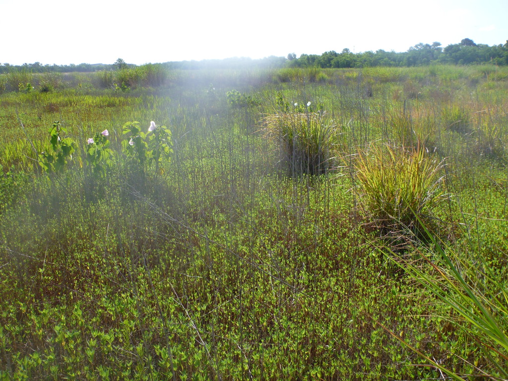 July 2013 Photo Point 6N (6B), the small pond