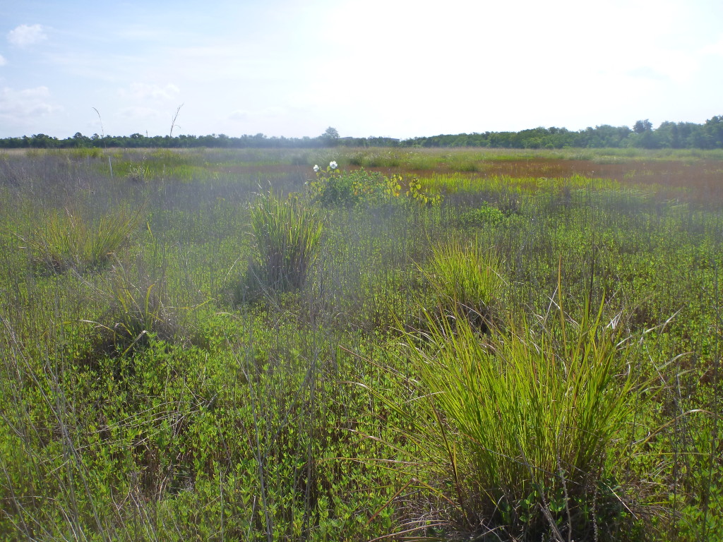 July 2013 Photo Point 6S (6C), the large pond