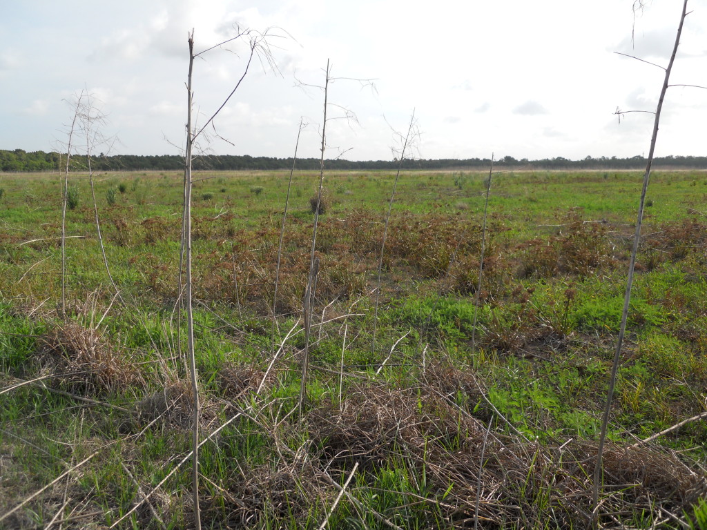 July 2011 Photo Point 6X (6A), the levee