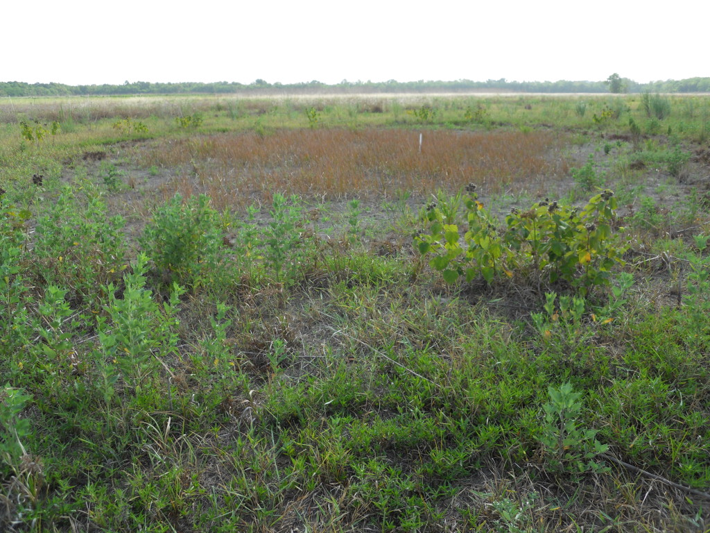 July 2011 Photo Point 6N (6B), the small pond