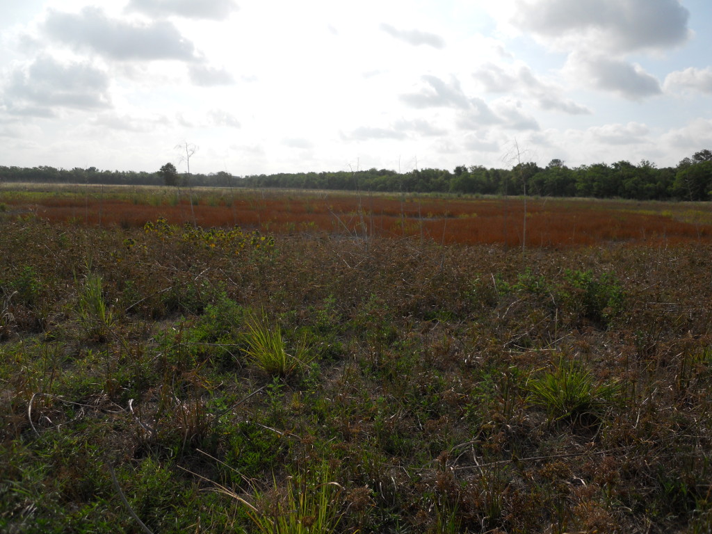 July 2011 Photo Point 6S (6C), the large pond