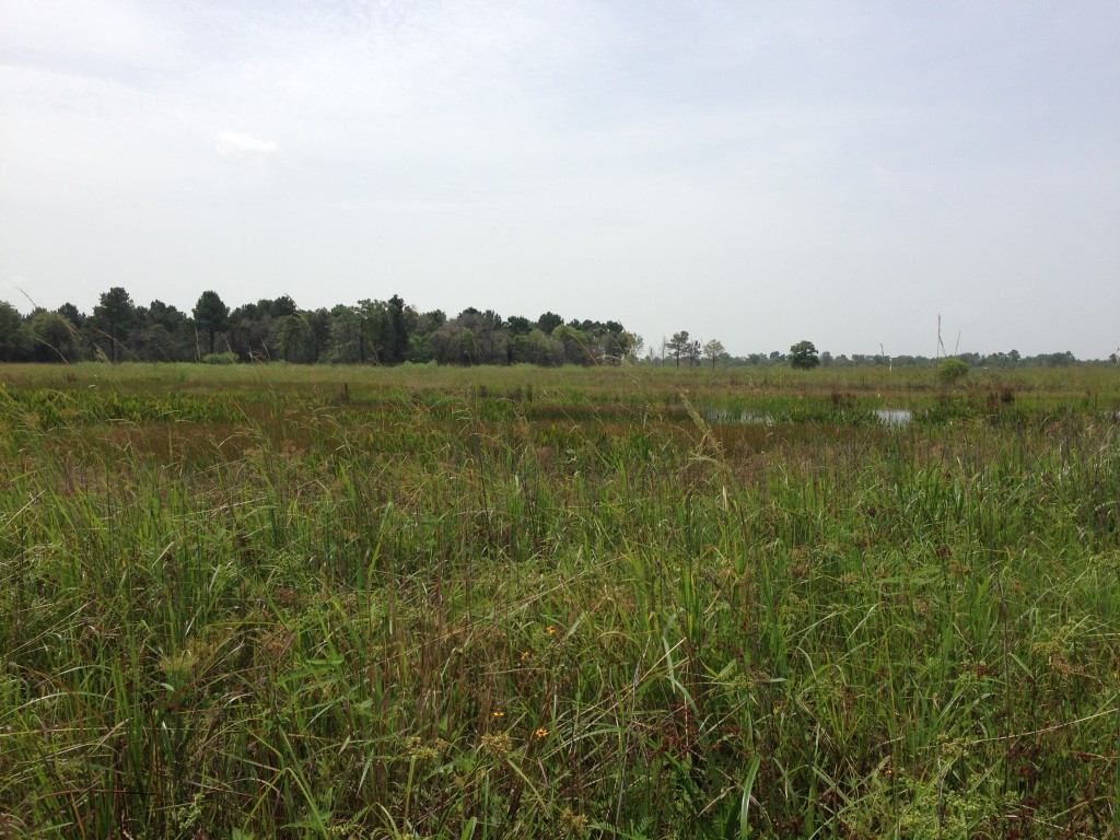 June 2015 Mitigation Pond B Photo Point