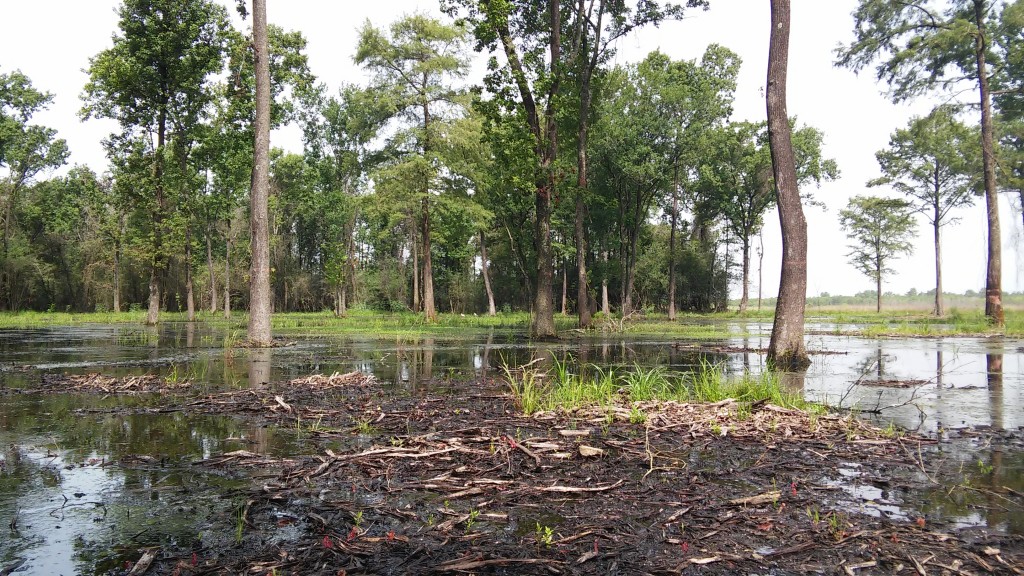 July 2015 Peninsula Pond 1 Photo Point