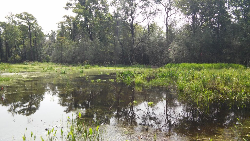 July 2015 Peninsula Pond 2 Photo Point