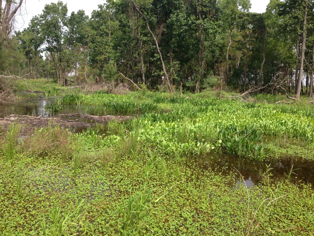 July 2015 Peninsula Pond 3 Photo Point