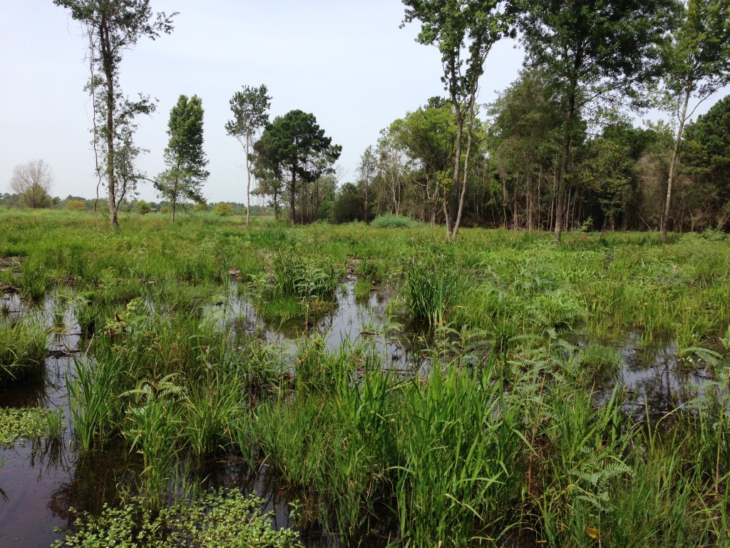 July 2015 Peninsula Pond 4 Photo Point