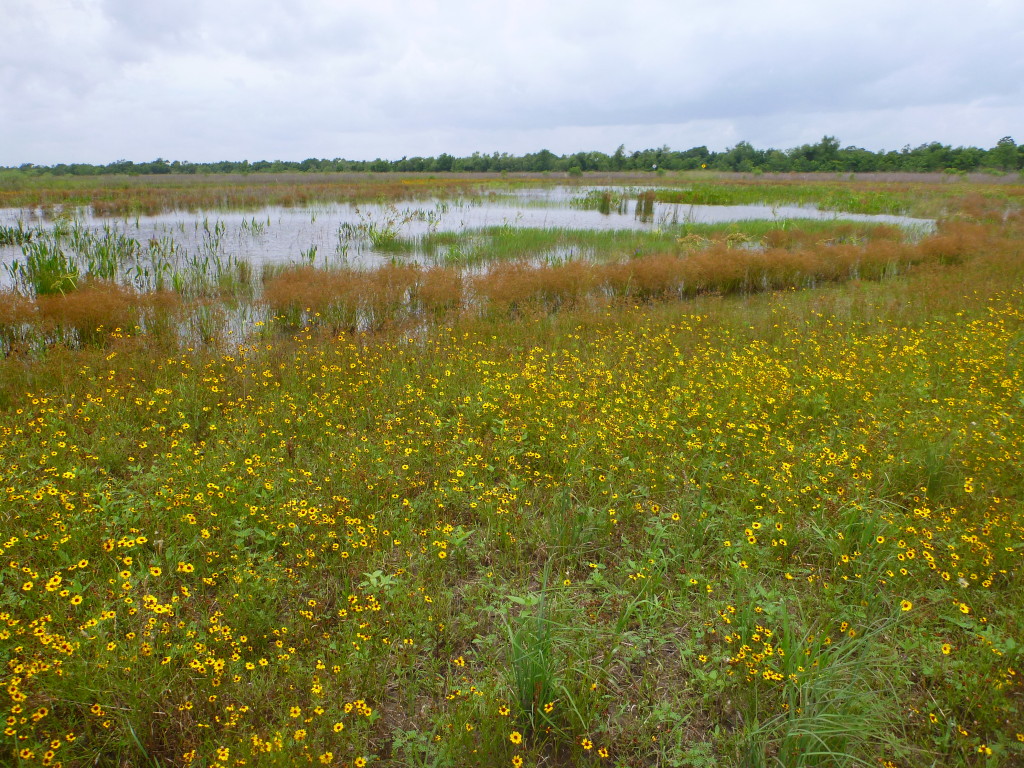 Bittern Pond (Pond 8) is in the backgound with an array of yellow flowers blooming in the foreground